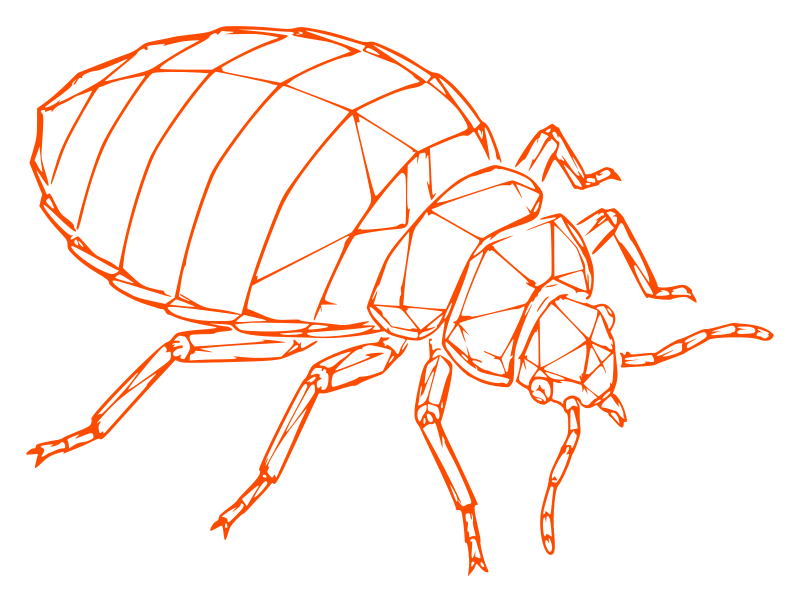 Illustration of a common bed bug — bed bug specialist in Northampton by Pest2Go